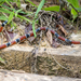 Aesculapian False Coral Snake - Photo (c) rondon, some rights reserved (CC BY-NC), uploaded by rondon