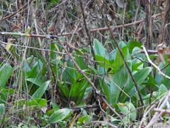 Himantoglossum robertianum