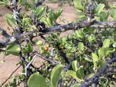 Ehretia rigida