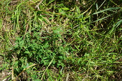 Hypericum × desetangsii