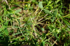 Hypericum × desetangsii