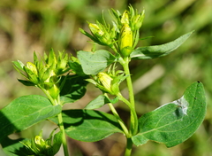 Hypericum × desetangsii