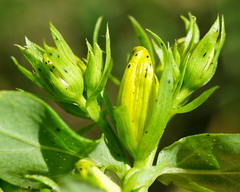 Hypericum × desetangsii