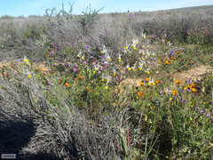 Nemesia cheiranthus