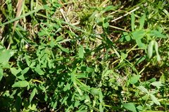 Hypericum × desetangsii