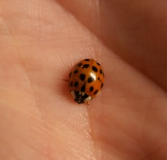 Harmonia axyridis