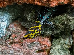 Gonatodes caudiscutatus