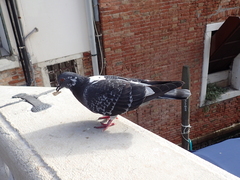 Columba livia domestica