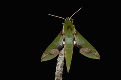 Xylophanes chiron nechus