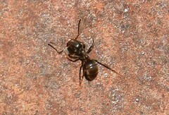 Lasius