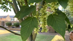 Acer davidii