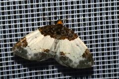 Mesoleuca albicillata