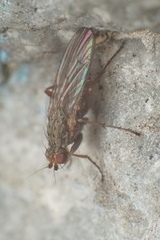 Pseudoleria