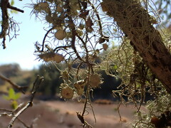 Usnea intermedia