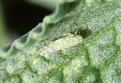 Eupteryx decemnotata