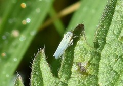 Zyginidia scutellaris