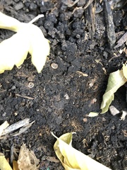 Blaniulus guttulatus