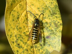 Vespula vulgaris
