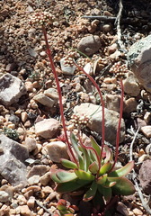 Crassula pubescens