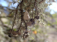 Usnea intermedia