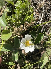 Fragaria chiloensis