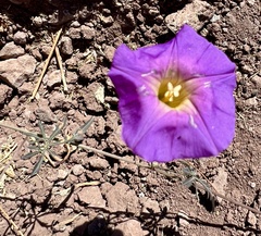Ipomoea ternifolia