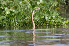 Anhinga rufa