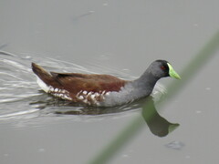 Porphyriops melanops