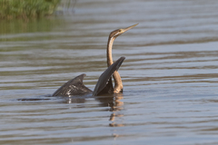 Anhinga rufa
