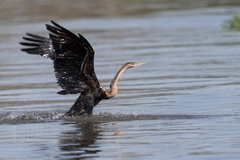 Anhinga rufa