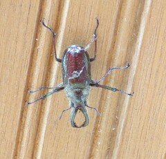 Sphaenognathus bellicosus