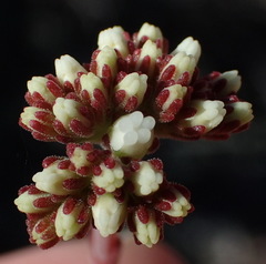 Crassula pubescens