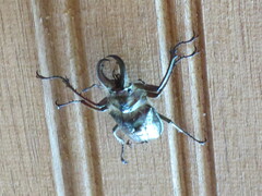 Sphaenognathus bellicosus