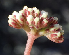 Crassula pubescens