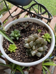 Haworthia