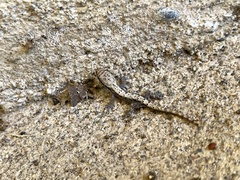 Lepidodactylus lugubris