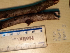 Annulohypoxylon moriforme