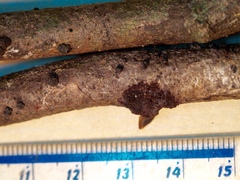 Annulohypoxylon moriforme