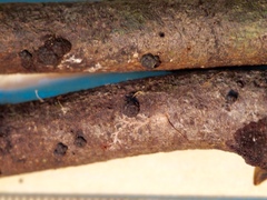 Annulohypoxylon moriforme