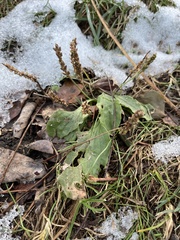 Plantago major