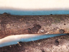 Annulohypoxylon moriforme