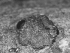 Annulohypoxylon moriforme