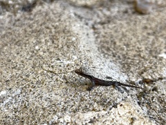 Lepidodactylus lugubris