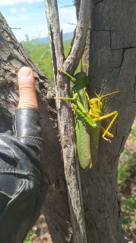 Violet-winged Grasshopper