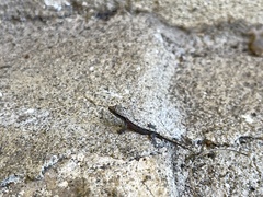 Lepidodactylus lugubris