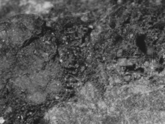 Annulohypoxylon moriforme