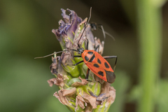 Calocoris nemoralis