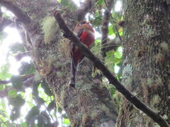 Trogon personatus
