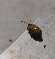 Oedionychina
