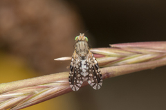 Tephritis pulchra